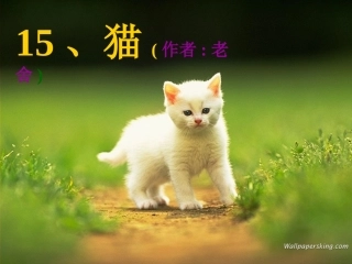 老舍《猫》林齐进