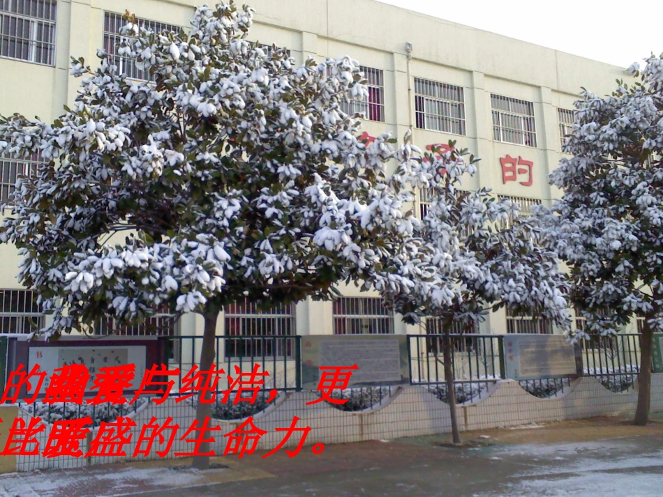 18广玉兰（第2课时）_第2页