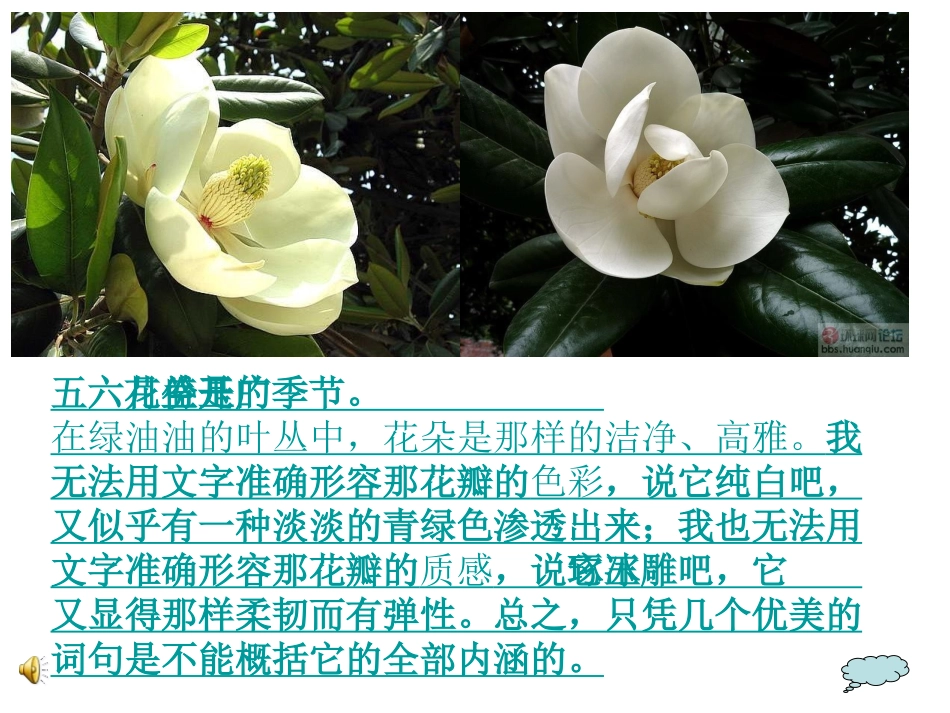 18广玉兰（第2课时）_第3页