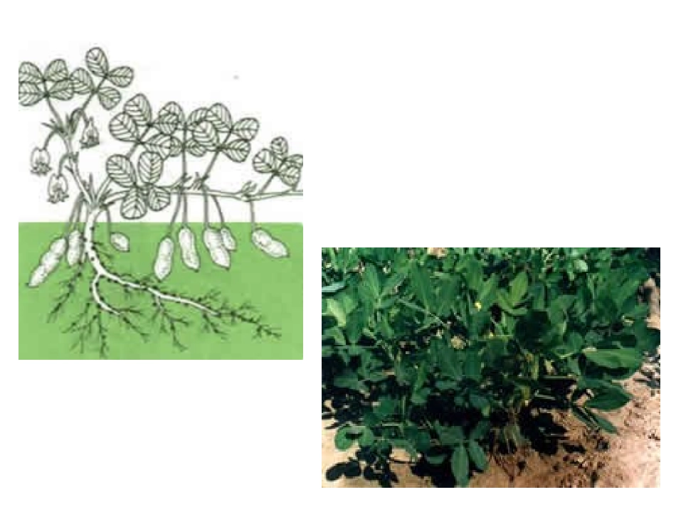 落花生 (5)_第3页