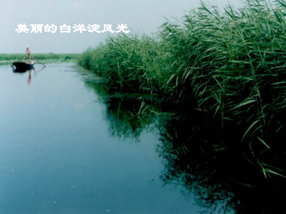 我的《芦花荡》_第2页
