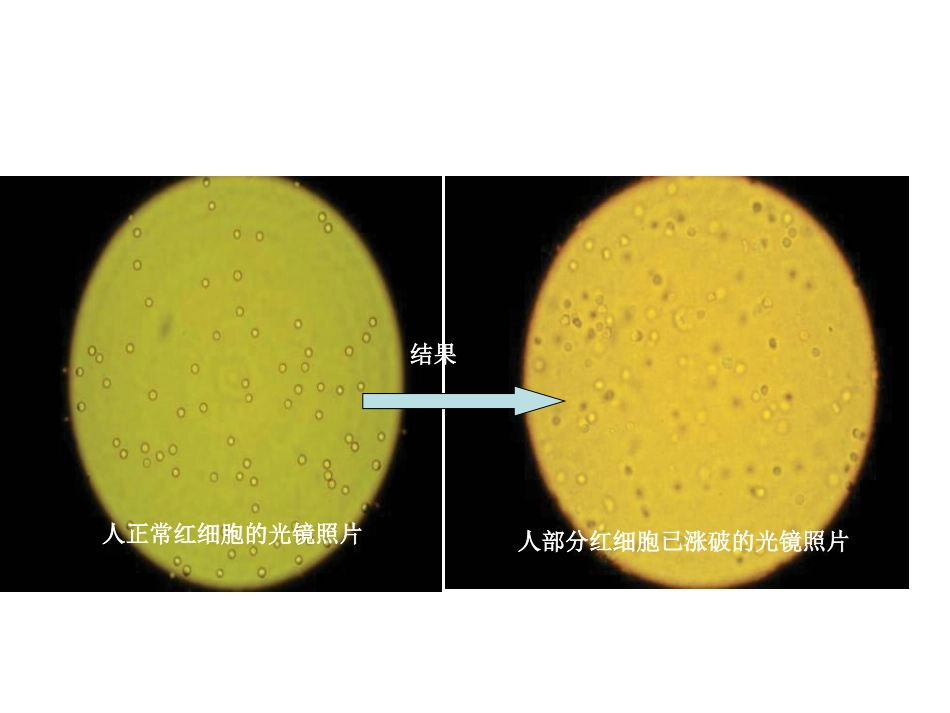细胞膜（用）_第3页