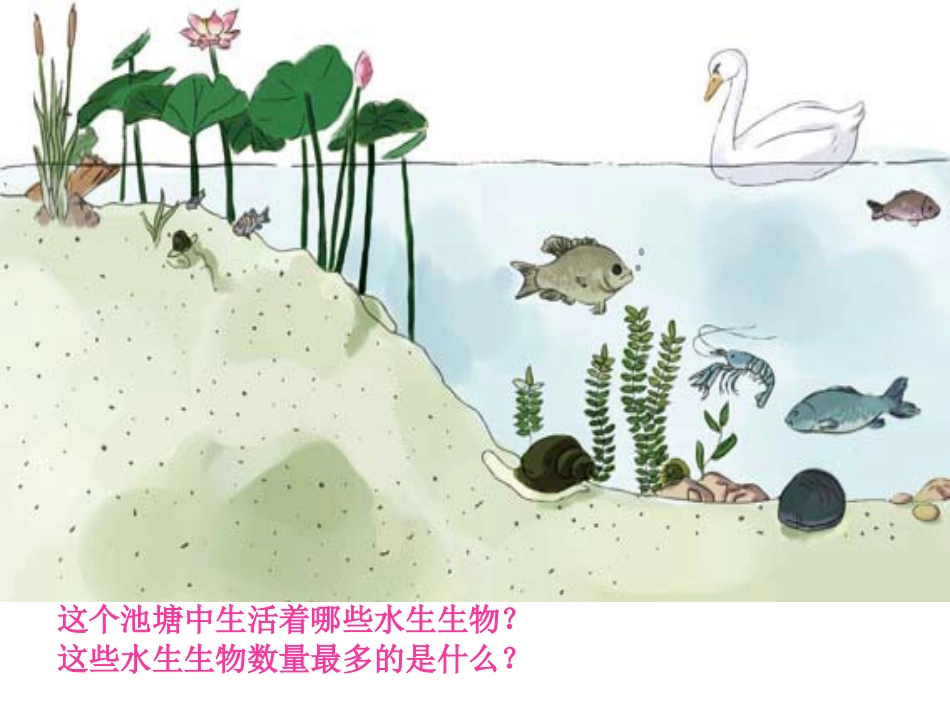 26金鱼PPT三上_第2页