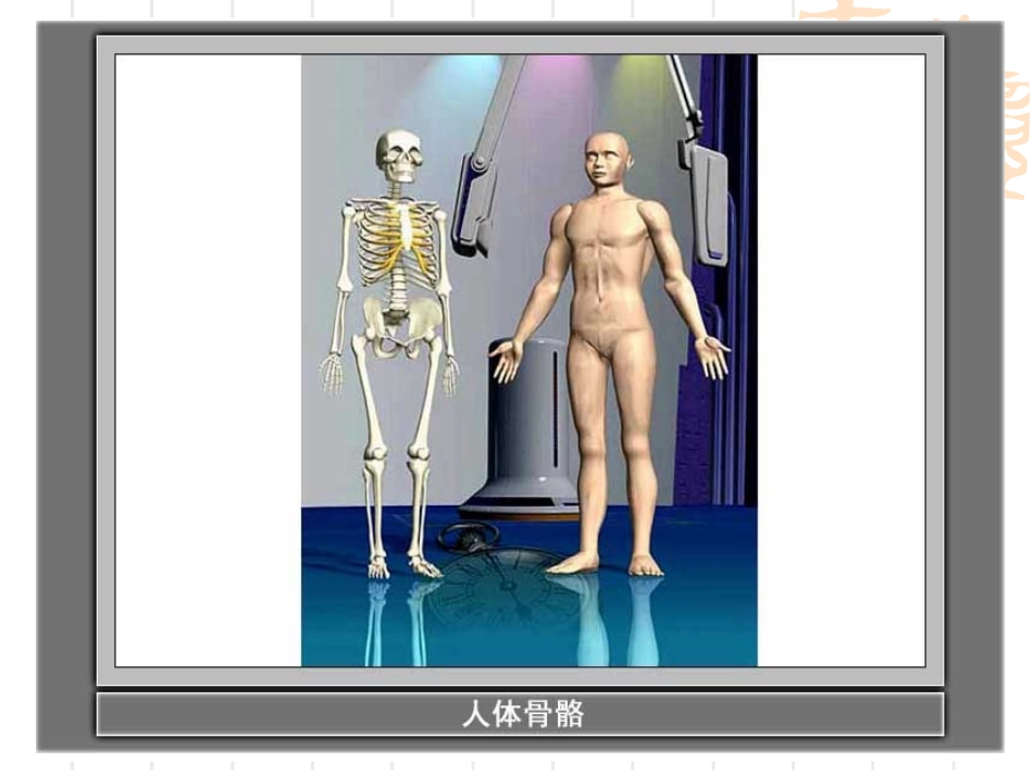 骨骼关节肌肉_第2页