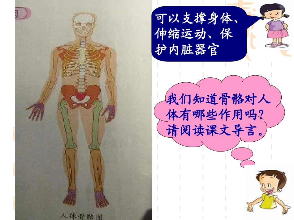 骨骼关节肌肉_第3页
