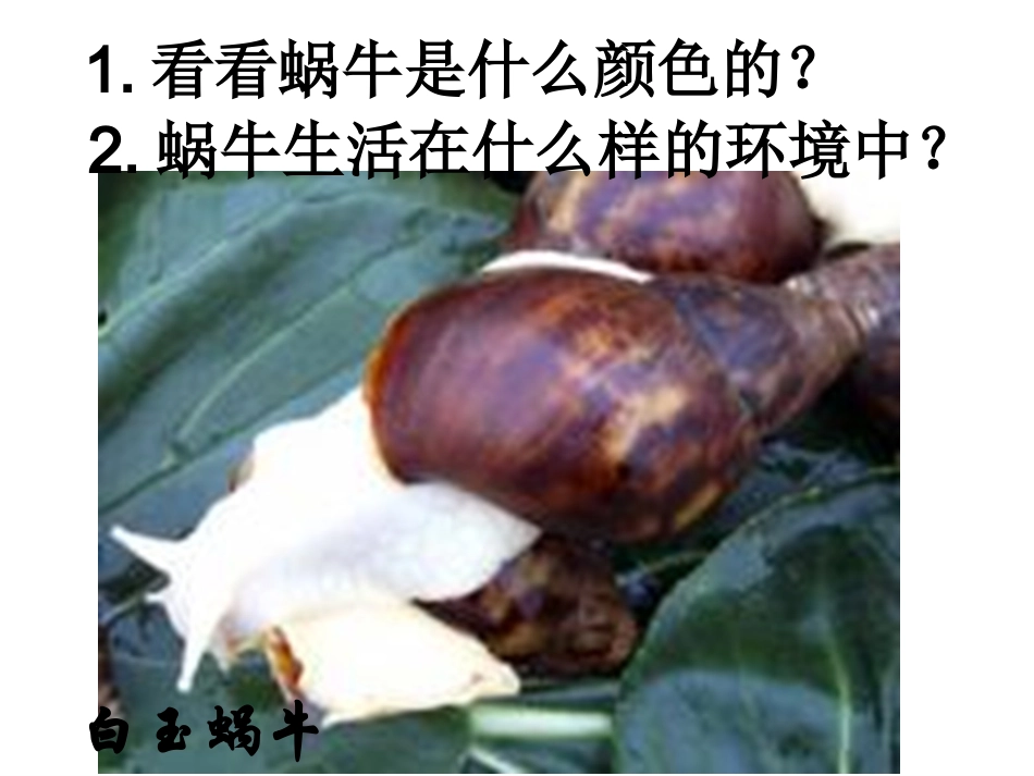 22蜗牛PPT三上_第3页