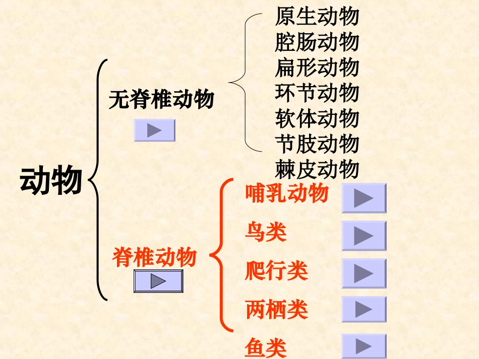 动物的主要类群_第3页