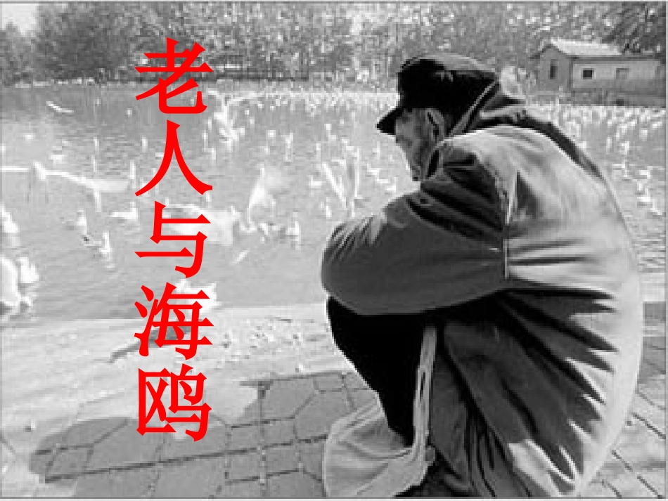 老人与海鸥 (10)_第1页