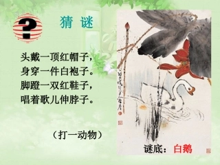 白鹅 (4)