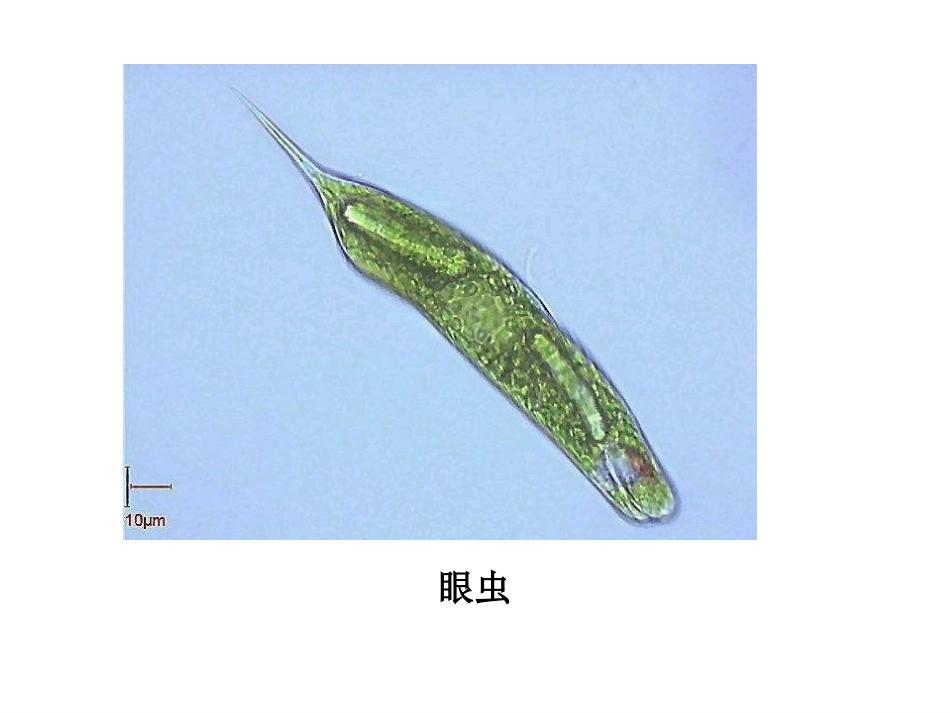 2012年10月10单细胞生物_第3页