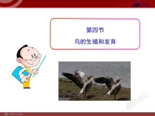 鸟的生殖和发育