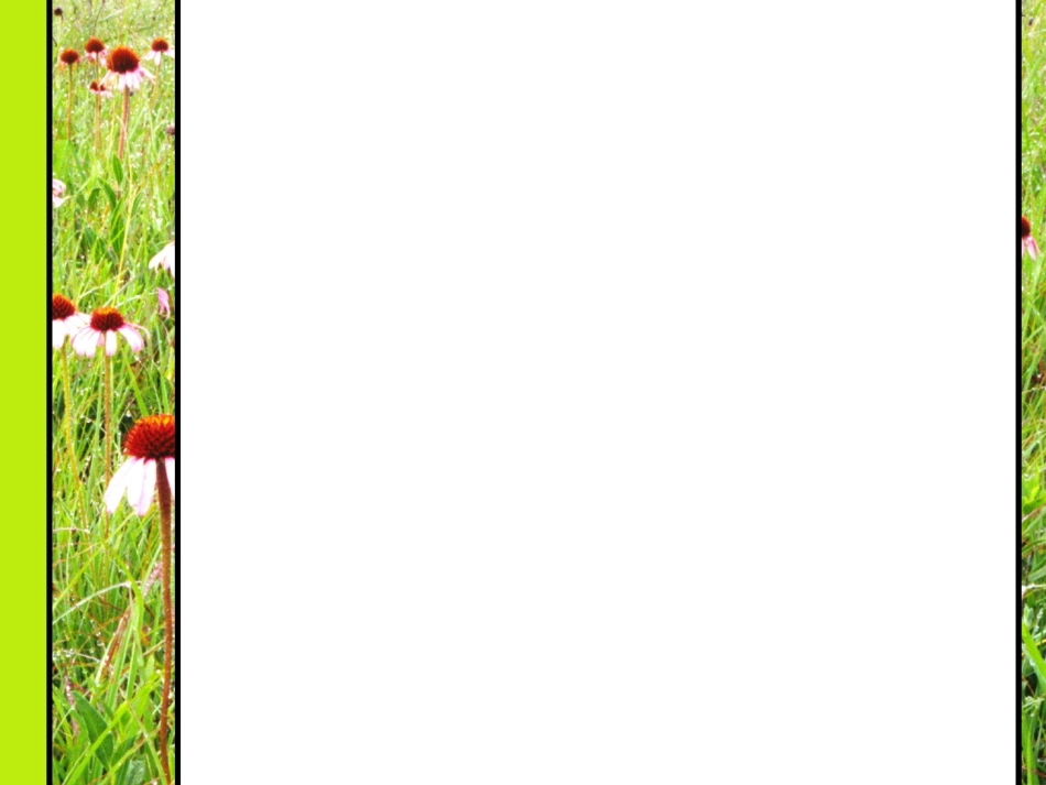 养眼绿色模板_第3页