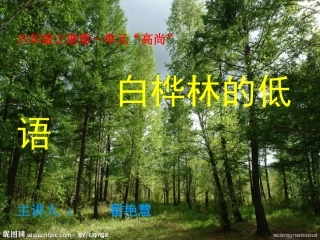 白桦林的低语