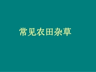 常见杂草汇总