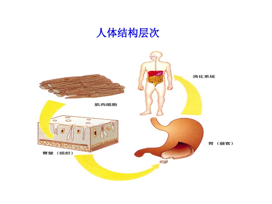 42生物体的器官、系统PPT_第3页