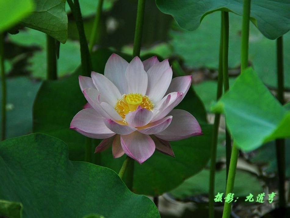 中班美术荷花_第2页