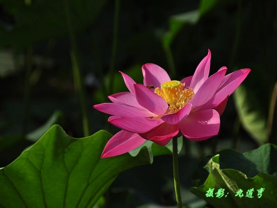 中班美术荷花_第3页