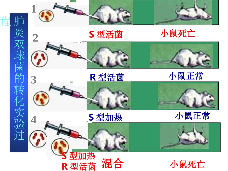 31DNA是主要的遗传物质_第3页