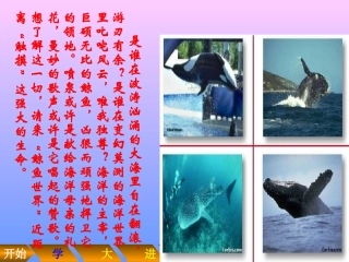 鲸-PPT课件