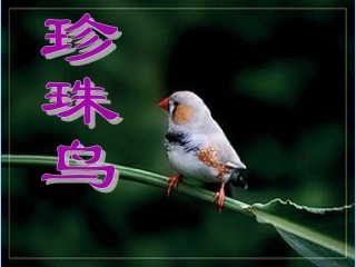 珍珠鸟_课件
