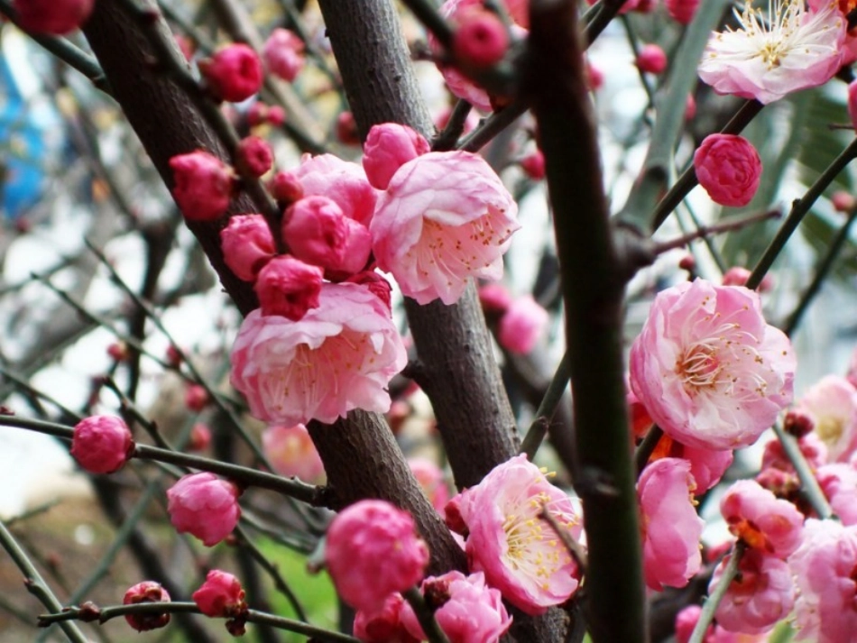 6《梅花魂》教学课件（万）_第3页