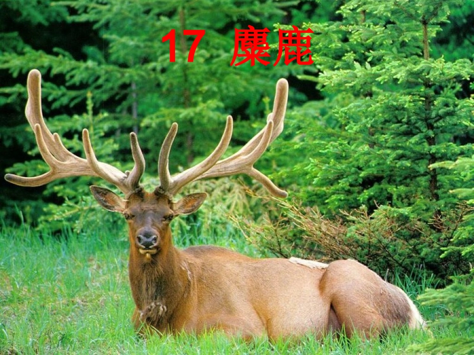 麋鹿教学课件_第1页