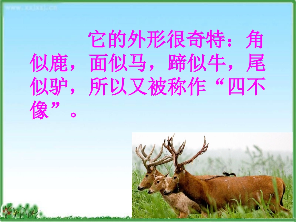 麋鹿教学课件_第3页