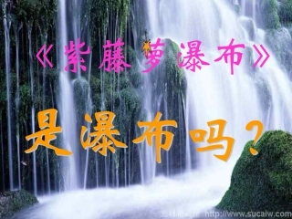紫藤萝瀑布4