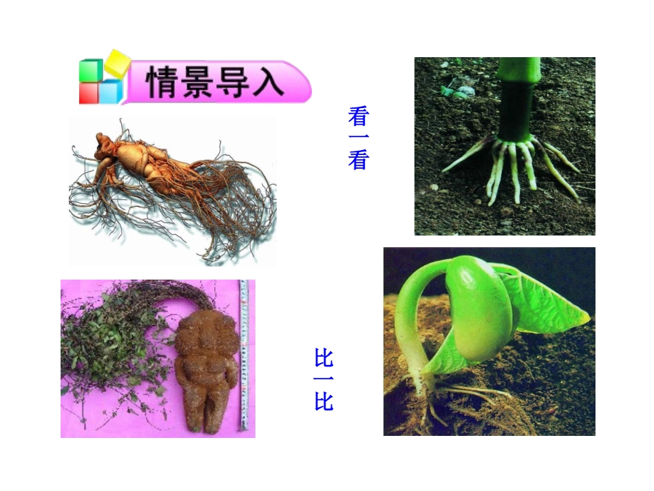 第二节植物根的生长_第2页