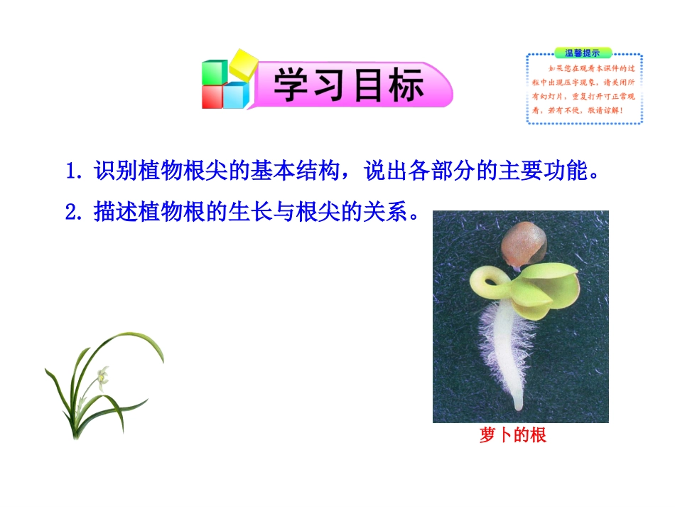 第二节植物根的生长_第3页