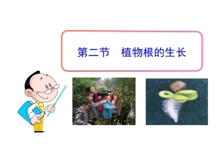 第二节植物根的生长