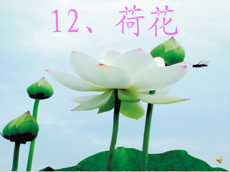 荷花第二课时_第1页