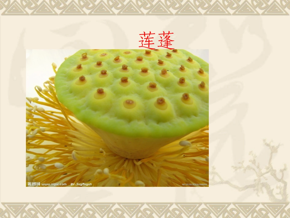 荷花第二课时_第2页