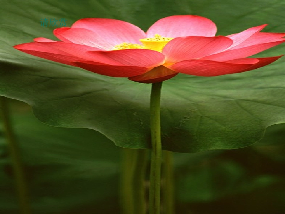 荷花第二课时_第3页