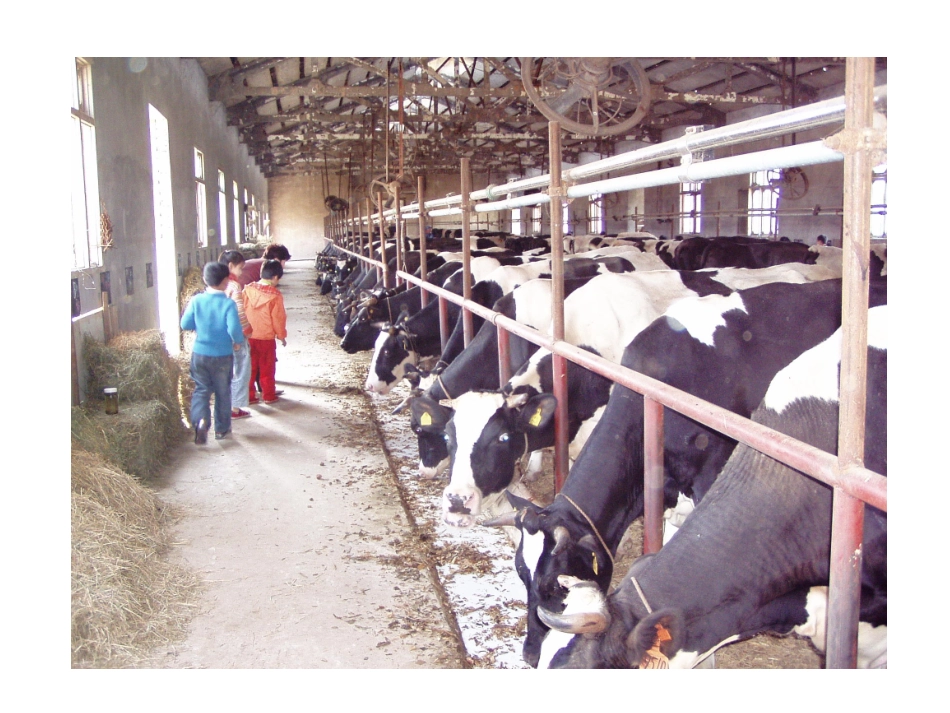 《花花奶牛》_第2页