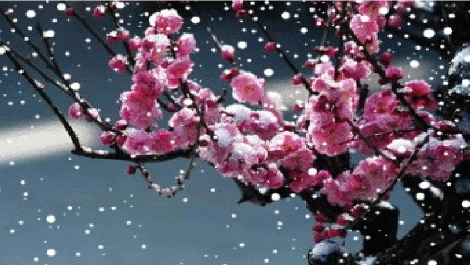 62、梅花魂优秀课件_第1页