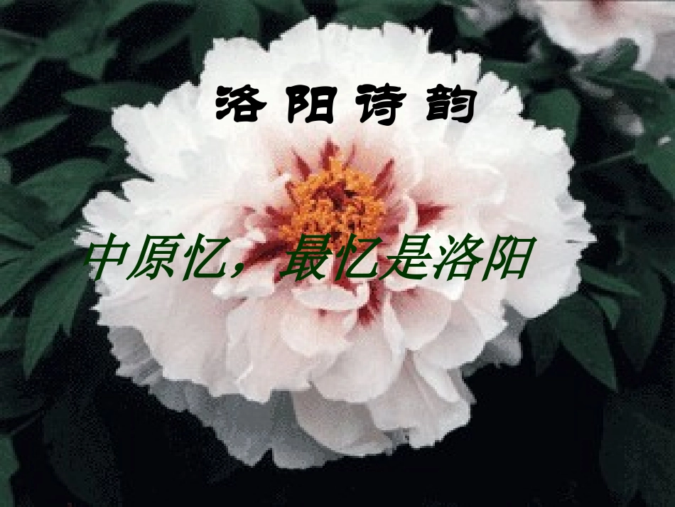 《洛阳诗韵》_第1页