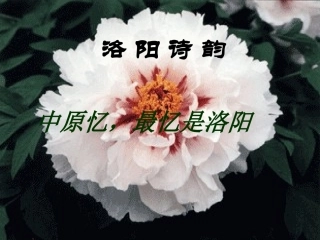 《洛阳诗韵》