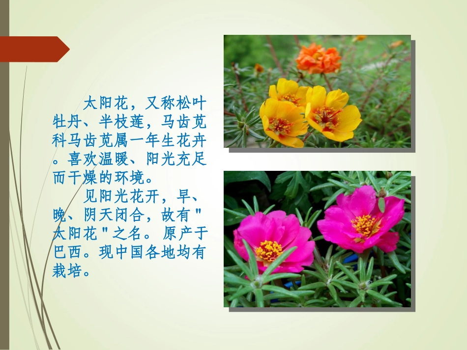 种一片太阳花_第2页
