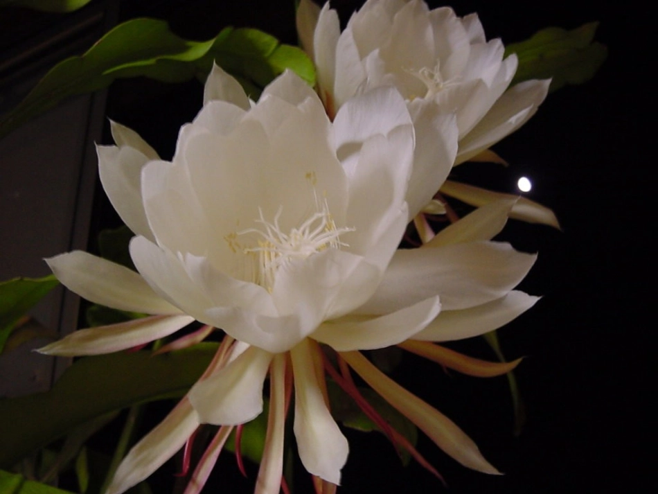 花种__课件_第2页