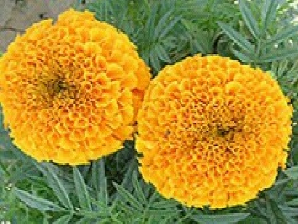 花种__课件_第3页