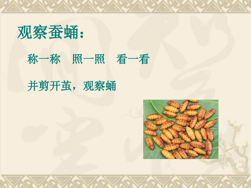 第二单元《4蛹变成了什么》_第2页