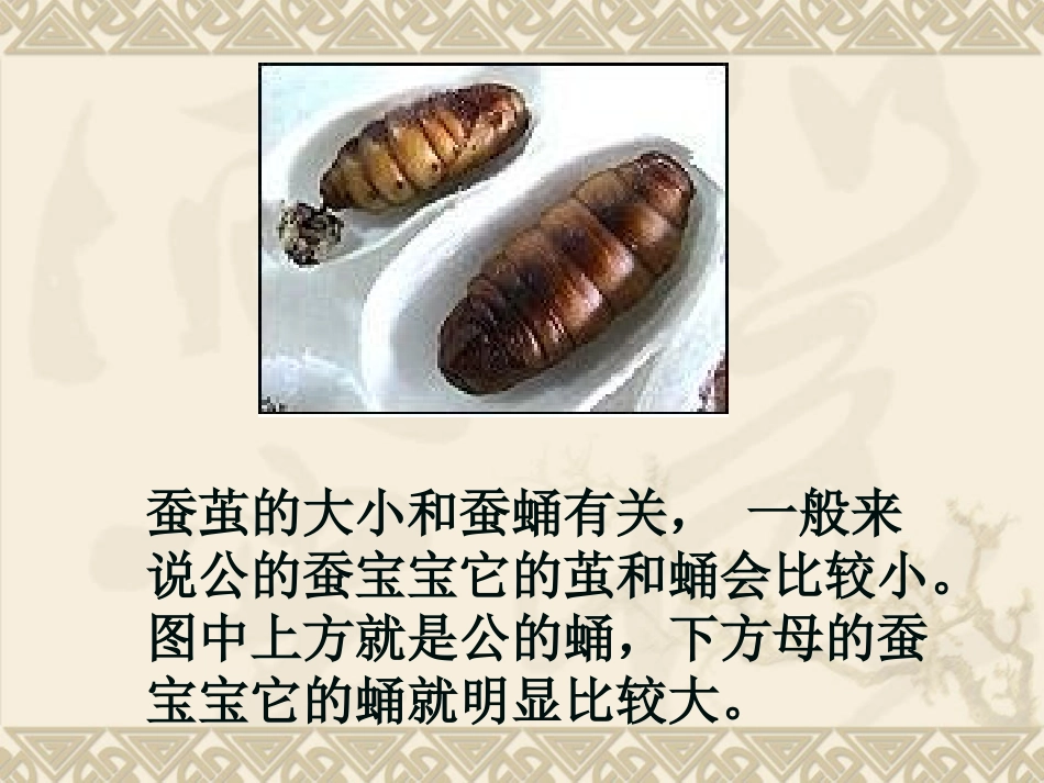 第二单元《4蛹变成了什么》_第3页