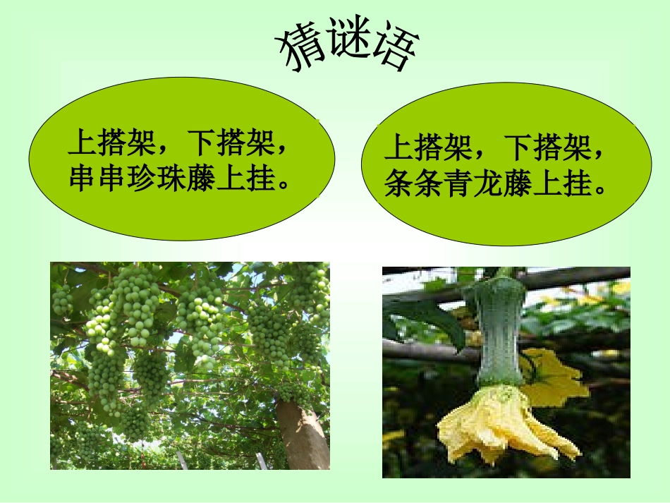 6爬山虎的脚_第2页