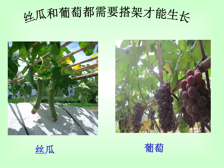 6爬山虎的脚_第3页