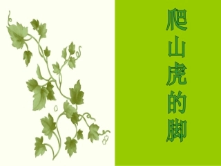 6爬山虎的脚