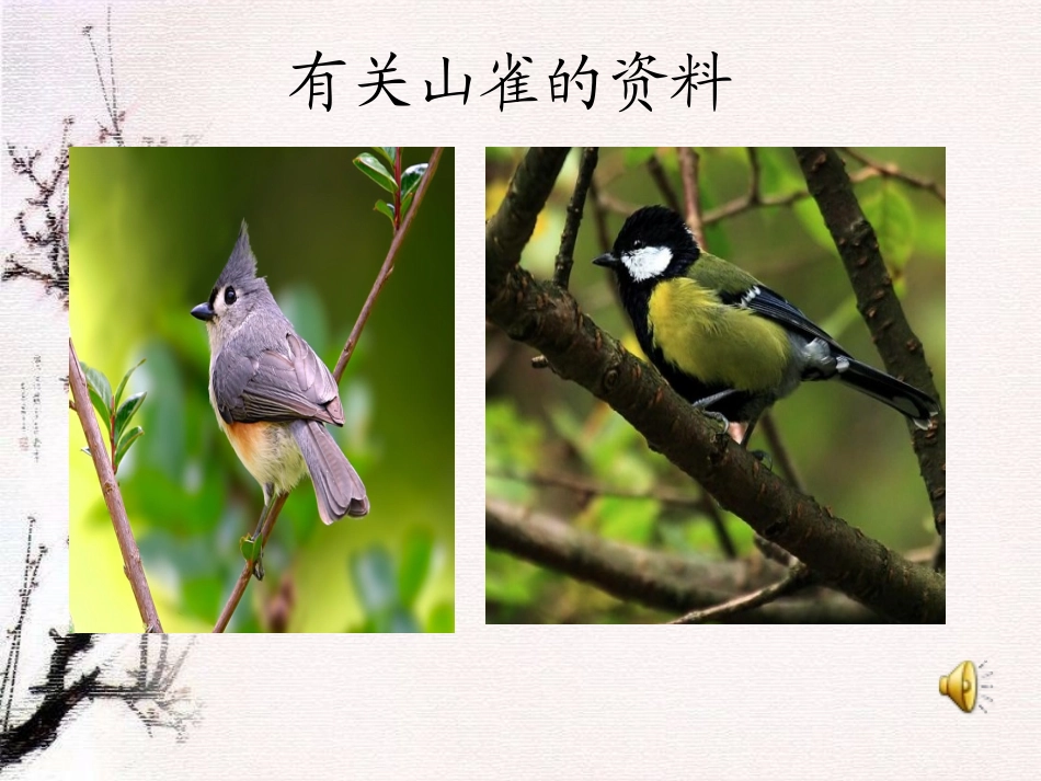 《山雀》课件_第2页