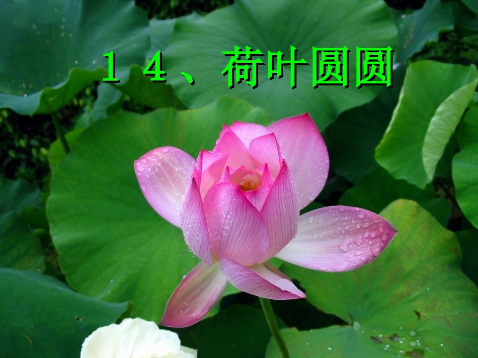 荷叶圆圆 (4)_第1页
