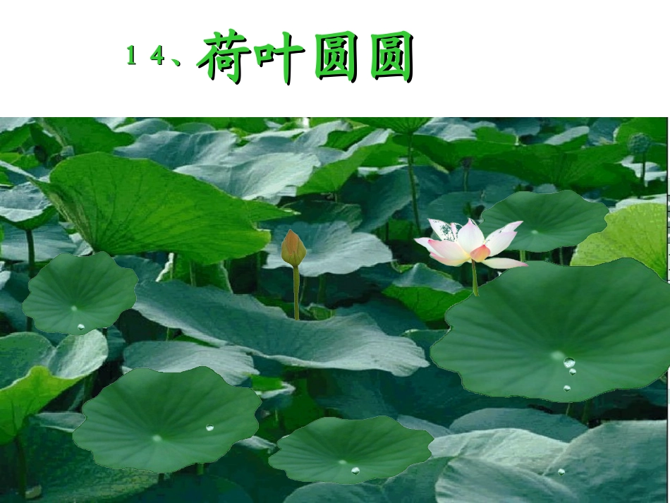 荷叶圆圆 (4)_第3页