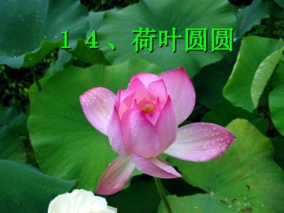荷叶圆圆 (4)